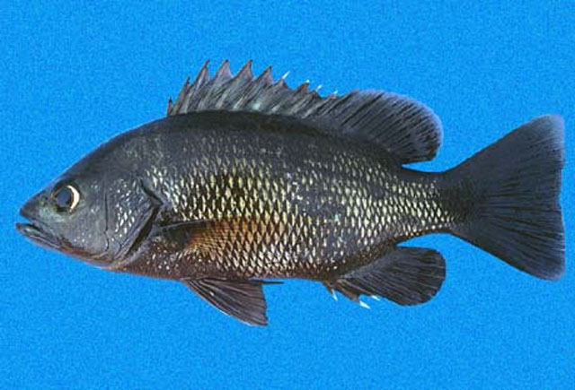 Lutjanus jordani