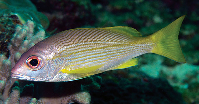 Lutjanus xanthopinnis