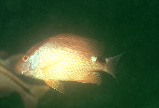 Lutjanus malabaricus