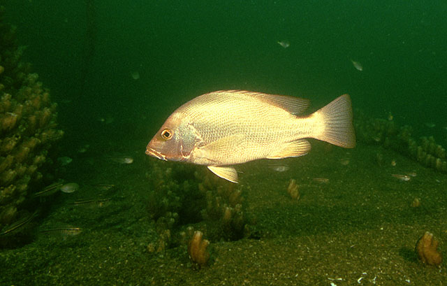 Lutjanus malabaricus