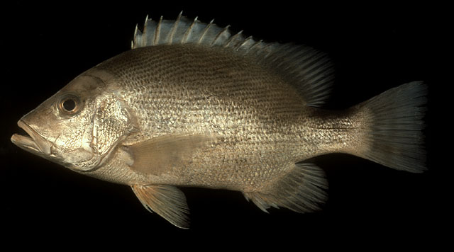 Lutjanus malabaricus