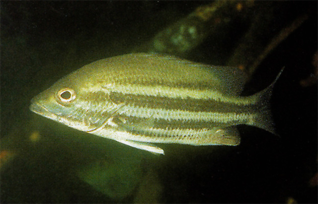 Lutjanus maxweberi