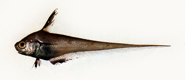 Lucigadus nigromarginatus