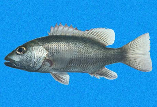 Lutjanus novemfasciatus