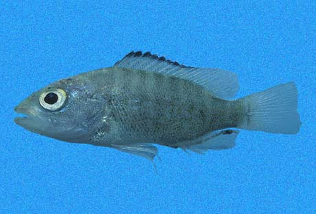 Lutjanus novemfasciatus