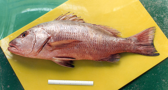 Lutjanus novemfasciatus