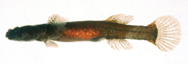 Luciogobius saikaiensis