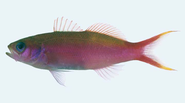 Luzonichthys waitei