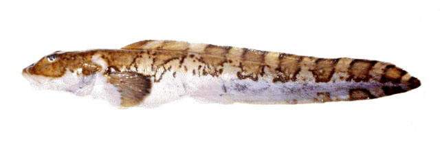 Lycodes brunneofasciatus