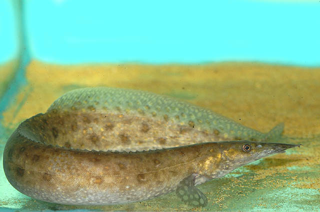 Mastacembelus alboguttatus