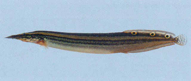 Macrognathus aral