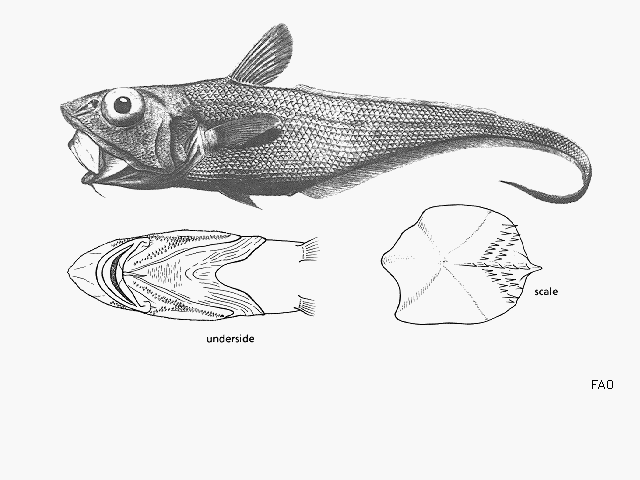 Macrourus carinatus