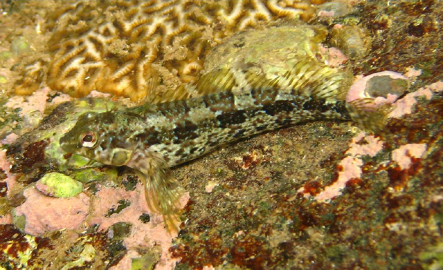 Malacoctenus delalandii