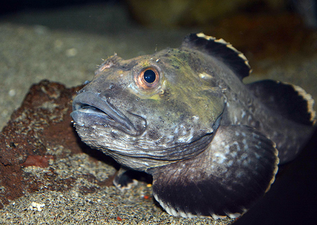 Malacocottus gibber