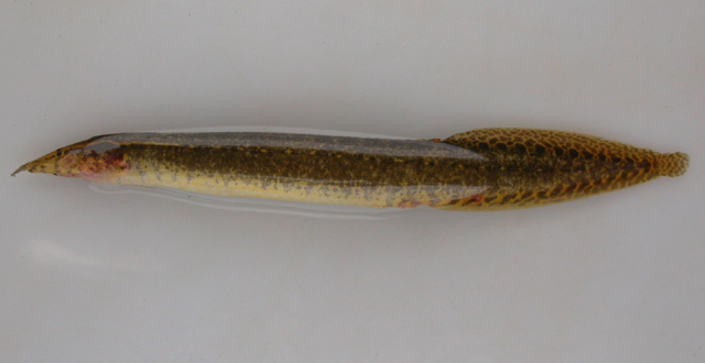 Macrognathus guentheri