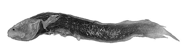 Mascarenichthys microphthalmus