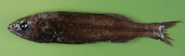 Maulisia microlepis