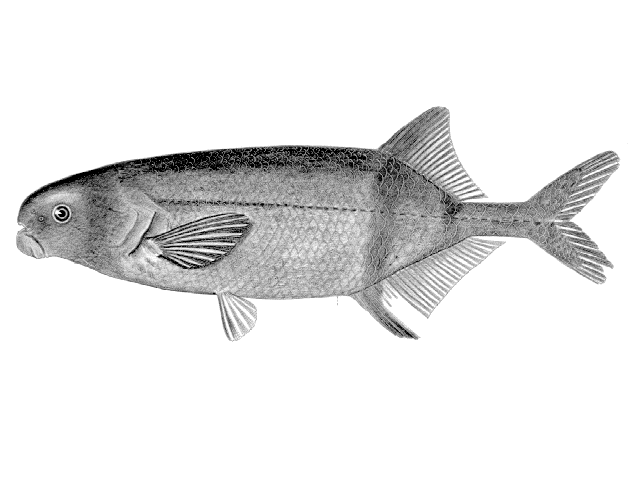 Marcusenius moorii