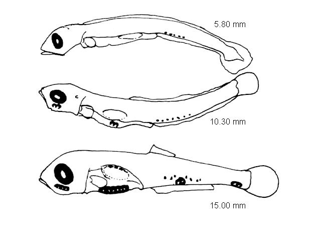 Maurolicus muelleri