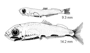 Maurolicus muelleri