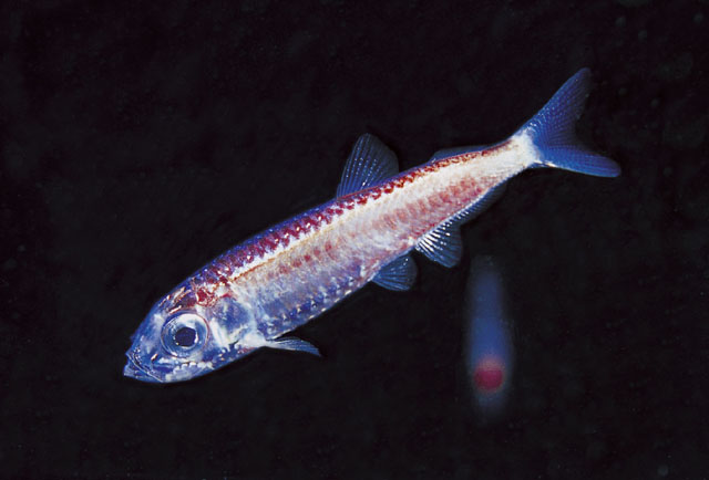 Maurolicus muelleri