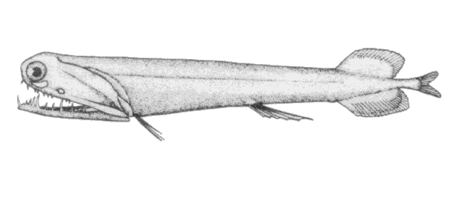 Malacosteus niger