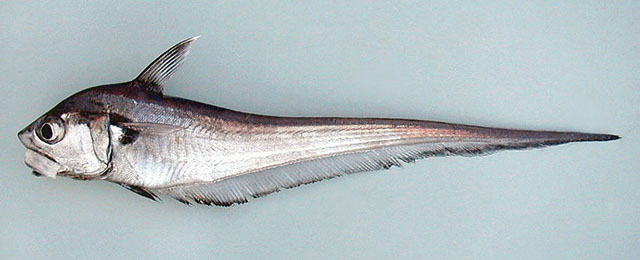 Malacocephalus occidentalis