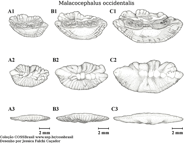 Malacocephalus occidentalis