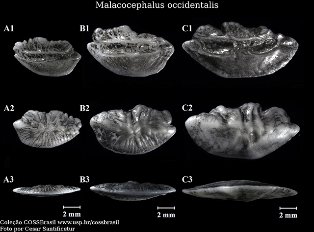 Malacocephalus occidentalis