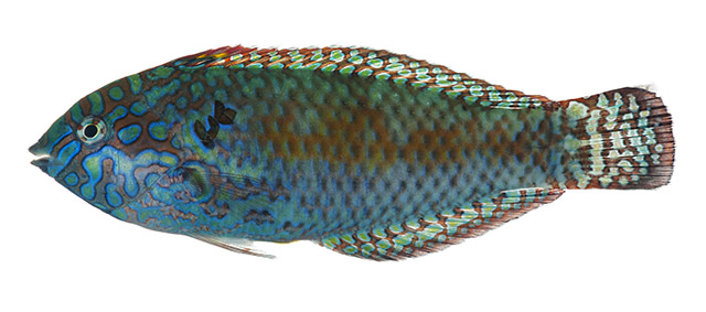 Macropharyngodon pakoko