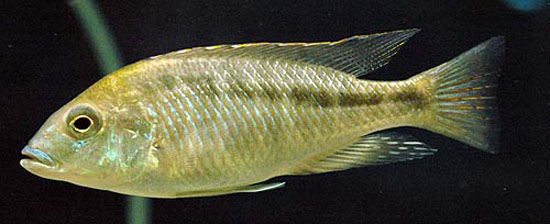 Mylochromis plagiotaenia