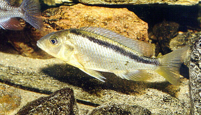 Mylochromis sphaerodon