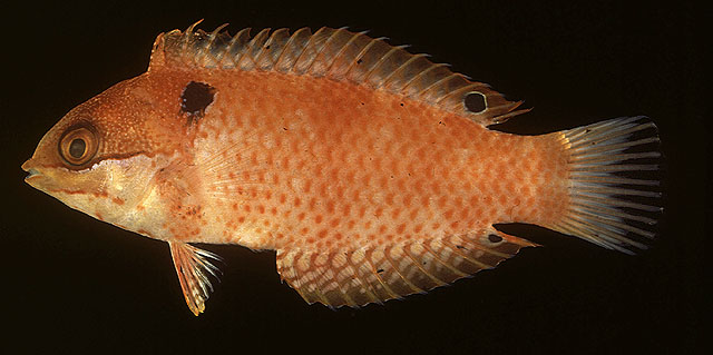 Macropharyngodon vivienae