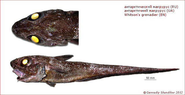 Macrourus whitsoni