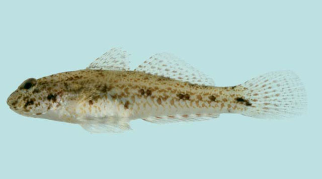 Macrodontogobius wilburi