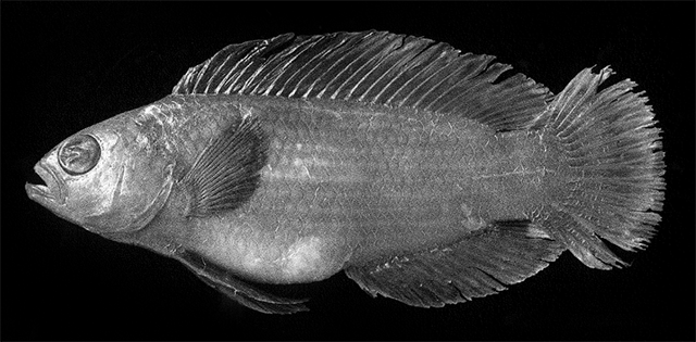 Manonichthys winterbottomi