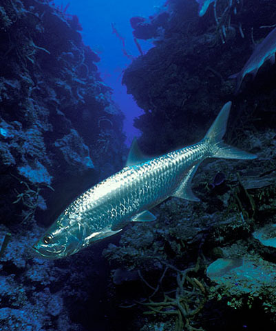 Megalops atlanticus