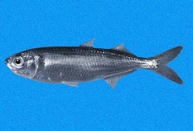 Melanorhinus cyanellus