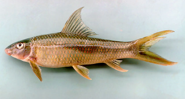 Mekongina erythrospila