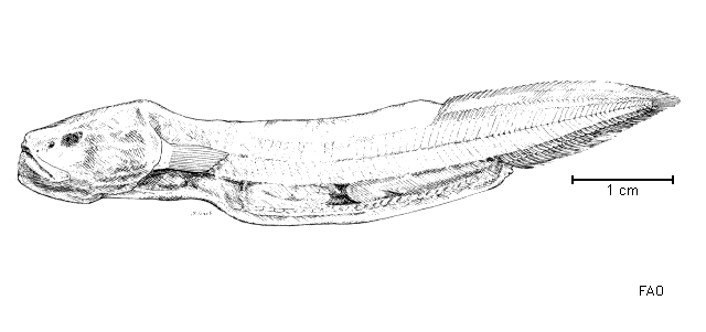 Meteoria erythrops