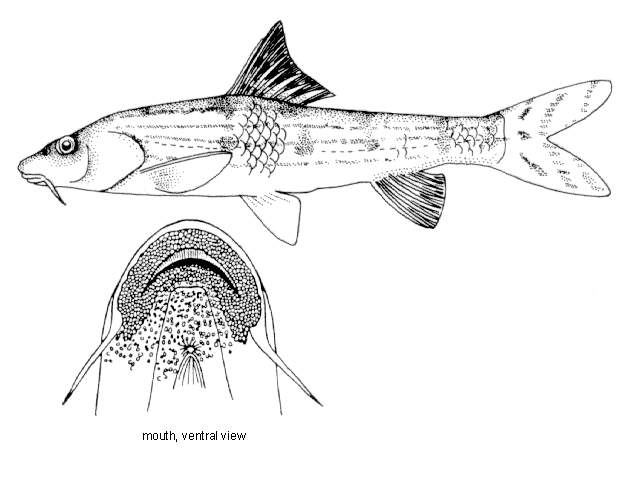 Mesogobio lachneri