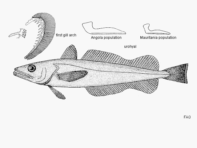 Merluccius polli