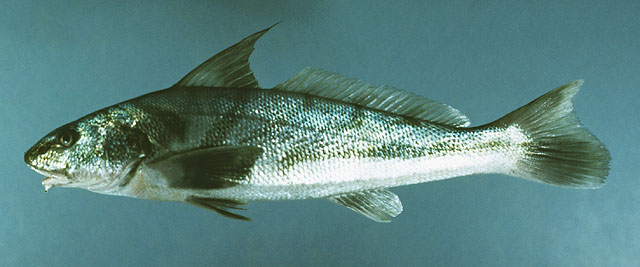 Menticirrhus saxatilis