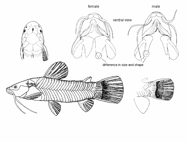 Megalechis picta