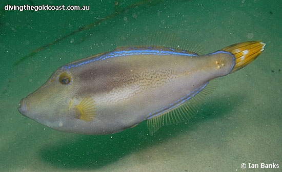 Meuschenia trachylepis