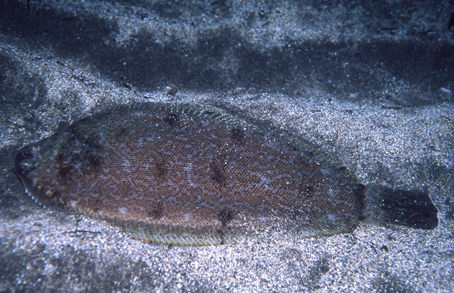 Microchirus azevia