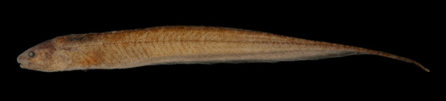 Microsternarchus brevis