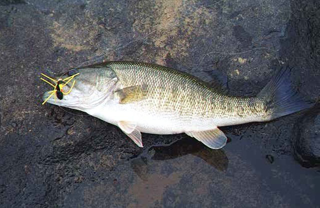 Micropterus coosae