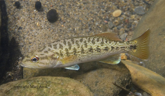 Micropterus coosae