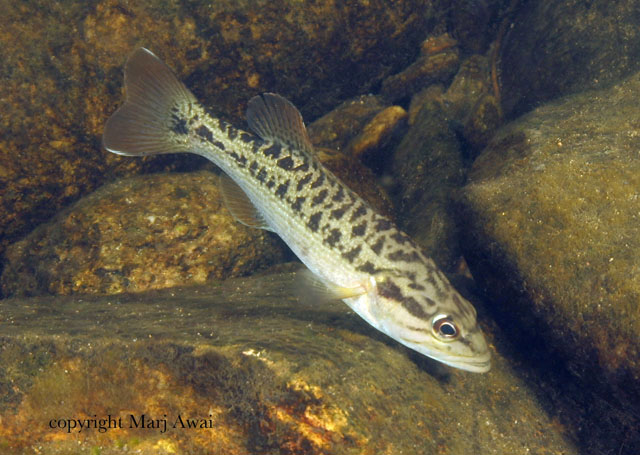 Micropterus coosae